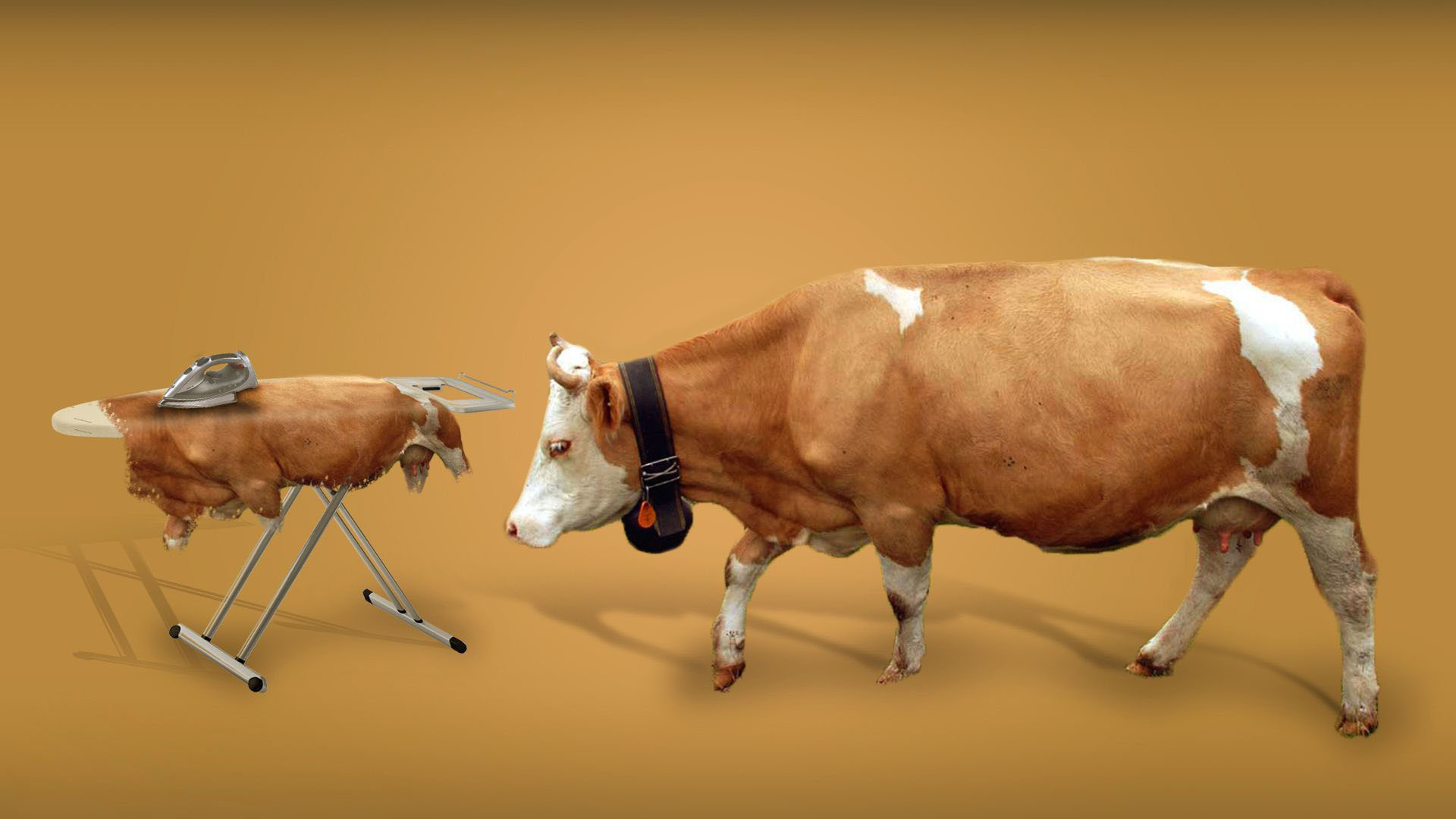 da bò nhập khẩu italia