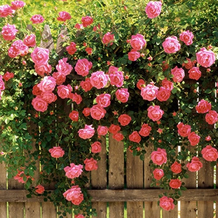 Giàn hoa hồng leo Giàn hoa hồng leo
