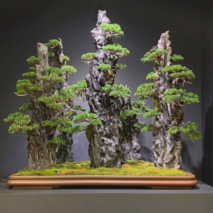 Tiểu cảnh bonsai Tiểu cảnh bonsai