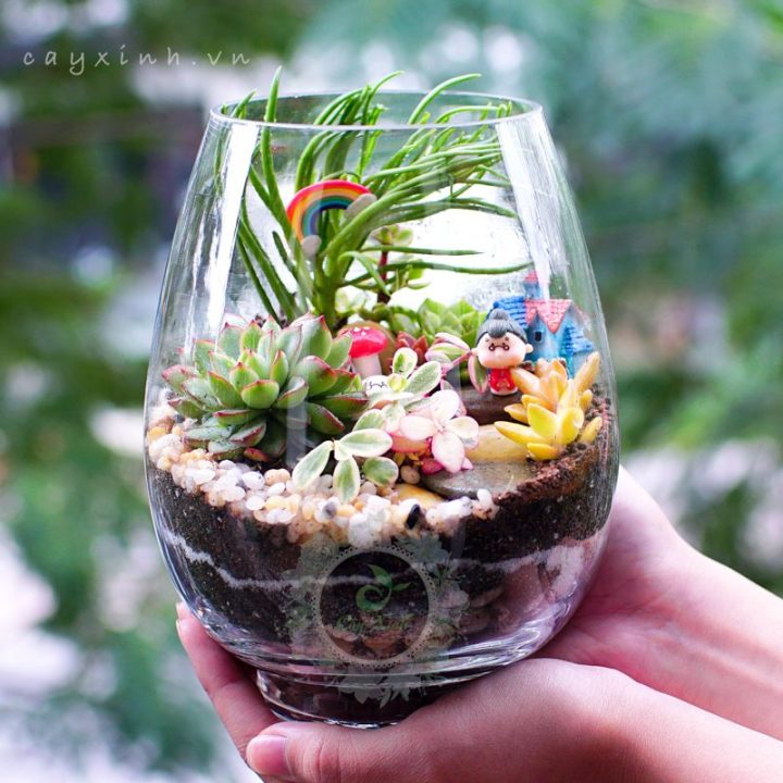 Tiểu cảnh thủy tinh Tiểu cảnh thủy tinh