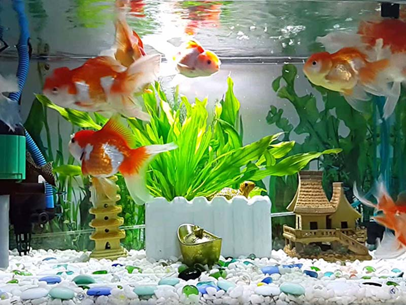 Đặt bể cá trên bàn làm việc phải tuyệt đối ghi nhớ những điều này