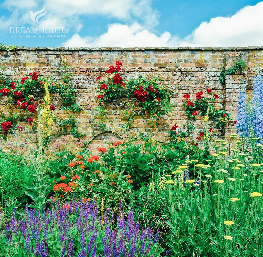 Bức tường vườn được bao phủ bởi những cây leo tươi tốt như cây thường xuân, cây kim ngân và cây tử đằng, mang đến màu sắc rực rỡ và nét quyến rũ tự nhiên cho không gian.