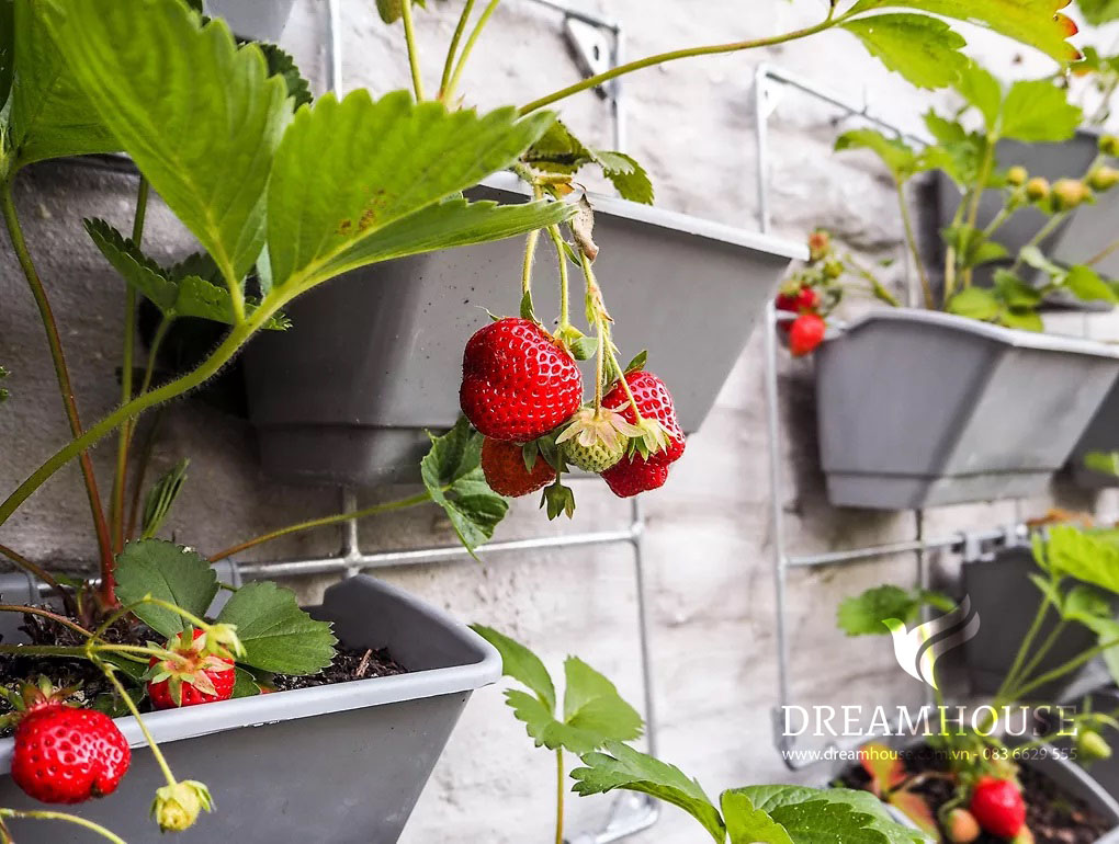 Vườn thẳng đứng với các thùng chứa màu xám gắn vào giàn dây thép để trồng dâu tây.