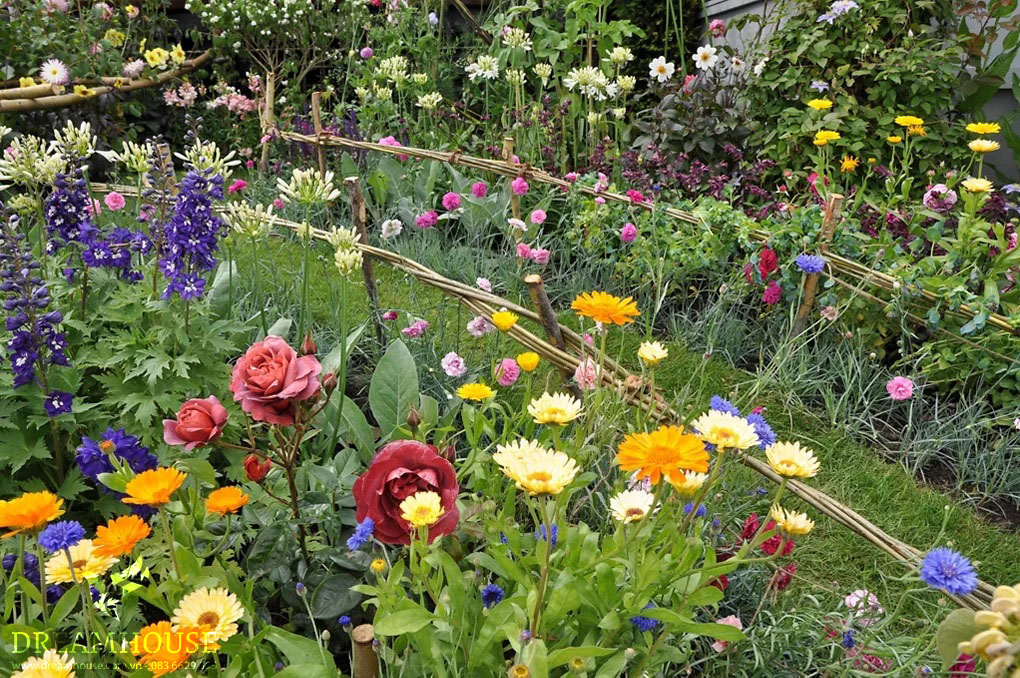 Sự kết hợp sống động của các loại cây lâu năm đầy màu sắc có màu sắc bổ sung và chiều cao khác nhau.