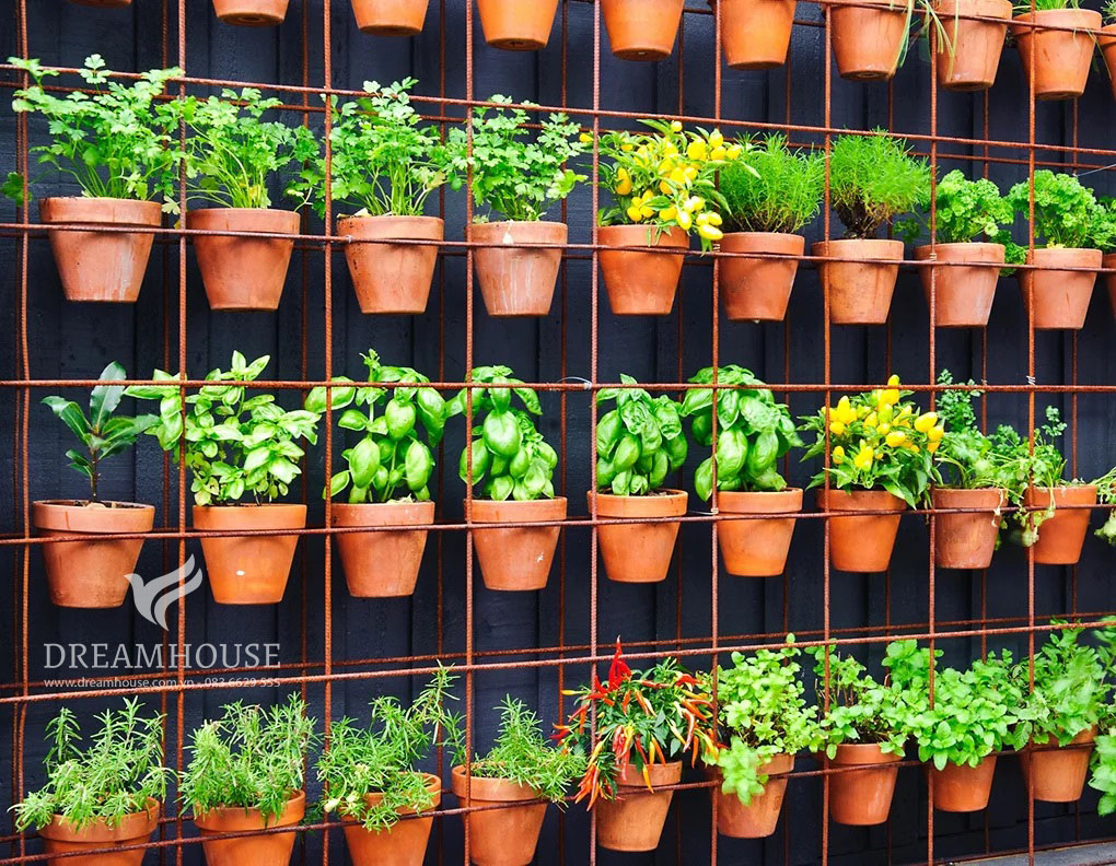 Khu vườn thẳng đứng với những chậu cây bằng đất nung gắn trên tường chứa đầy các loại thảo mộc, biến bức tường đơn điệu thành ốc đảo xanh tươi.